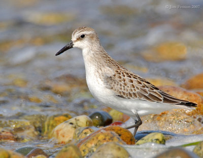 JFF1584 Semipalmated Sandpiper