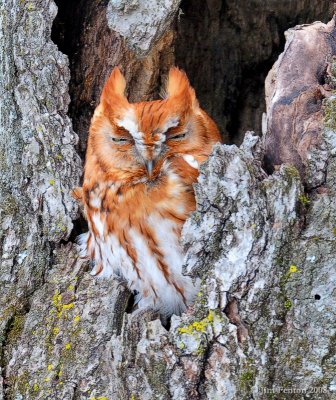 DSC_6492 Red Morph Screech Owl