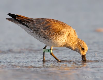 red_knots_2