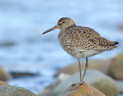 NAW2419 Willet