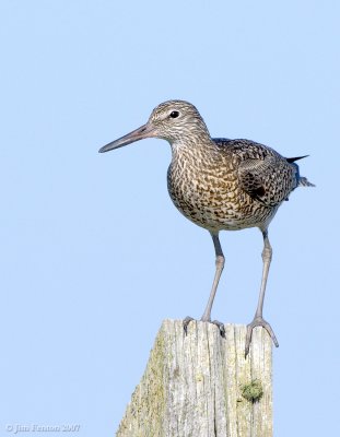 NAW3186 Willet