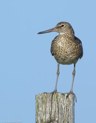 NAW3228 Willet