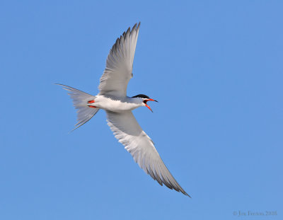 _NW84105 Common Tern
