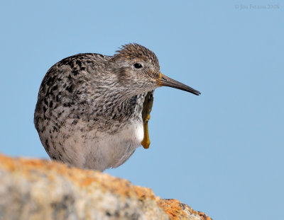 _NW84518 Purple Sandpiper