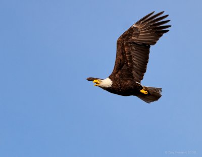 _NW83771 Bald Eagle Male in Flight
