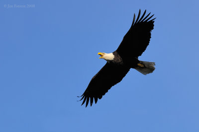 _NW83772 Bald Eagle Male in Flight