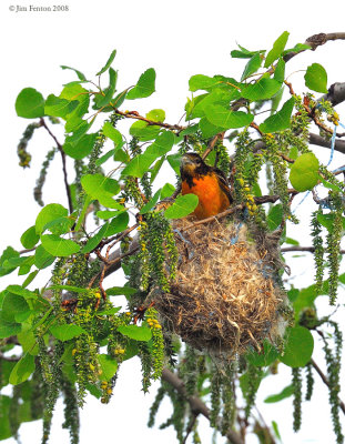 _NW83905 Baltimore Oriole Male at Nest