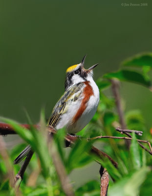 _NW84955 Chestnut Sided Warbler.jpg