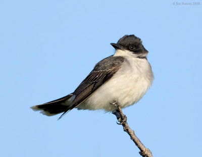 _NW85762 Eastern King Bird.jpg