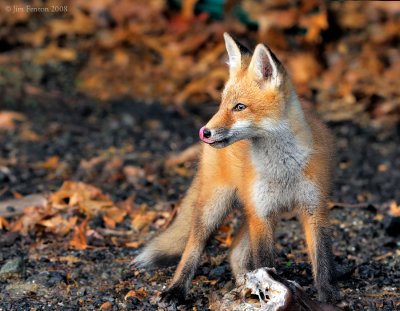 _NW87064 FoX Kit LL Licking Chops.jpg