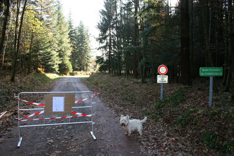 Message pour Jean-Louis - route Tommelsbach interdite aux pitons et aux vhicules