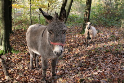 Mes deux nouveaux copains, rencontrs dans les bois, sur les hauteurs de Barembach