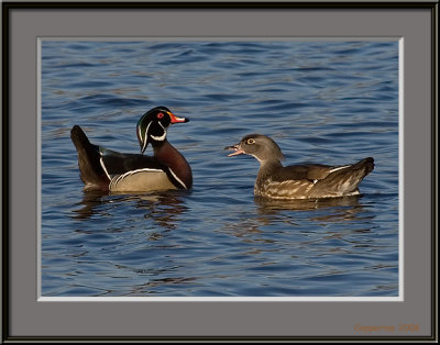 Wood Ducks