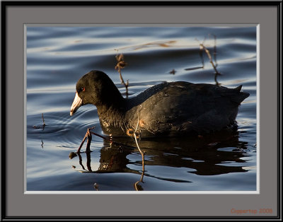 Coot