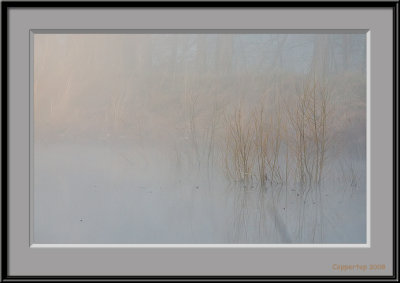 Foggy Morning