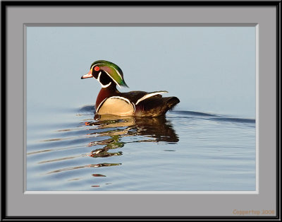 Male Wood Duck
