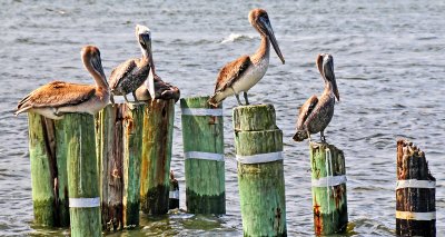 Pelicans on Posts
