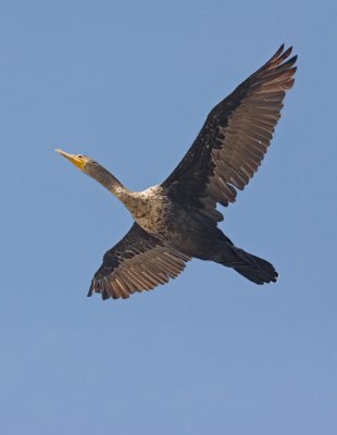 Double-crested Cormorant, juv.