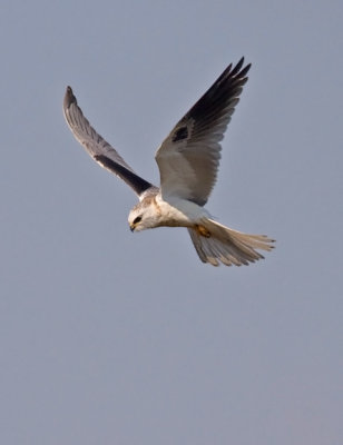 White-tailed Kite, juv.