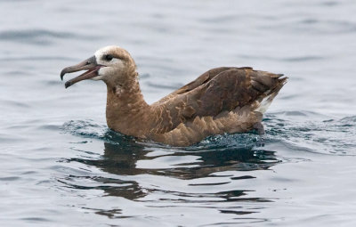 Black-footed Albatross