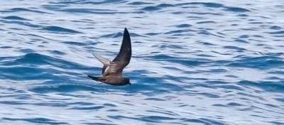 Black Storm-Petrel