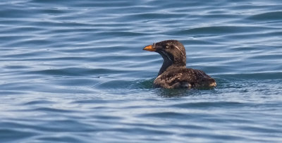 Rhinoceros Auklet