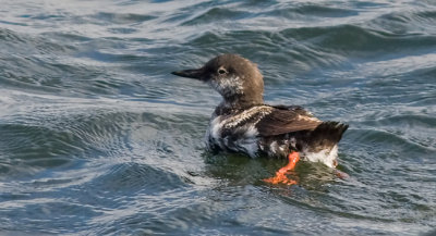 Pigeon Guillemot, prebasic