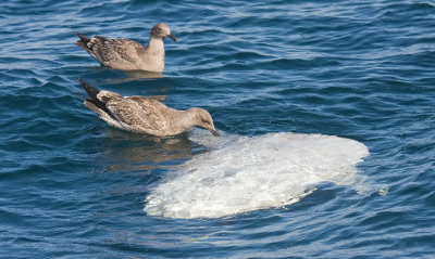 Western Gulls. juvs. with Mola-Mola (Ocean Sunfish)
