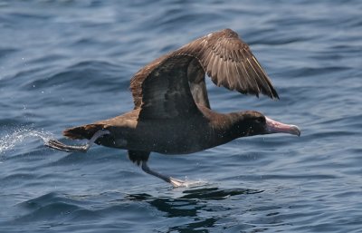 Short-tailed Albatross, immature