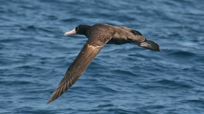 Short-tailed Albatross, immature