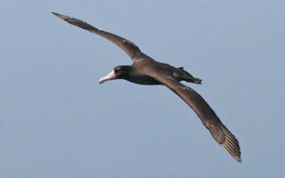 Short-tailed Albatross, immature