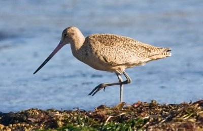 Marbled Godwit, basic