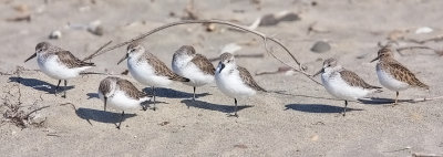 Western Sandpipers with Least Sandpiper, basic