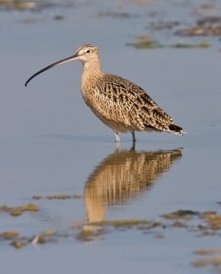 Long-billed Curlew, adult