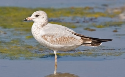 Ring-billed Gull, 1st cycle