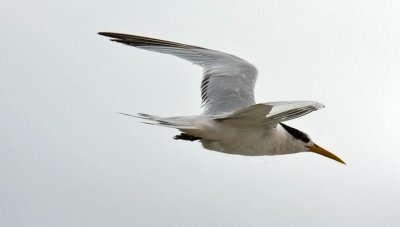 Elegant Tern, 1st cycle