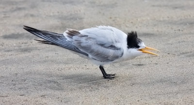 Elegant Tern, juv.