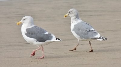 Western Gull (left) with GW x WEGU, both basic adults
