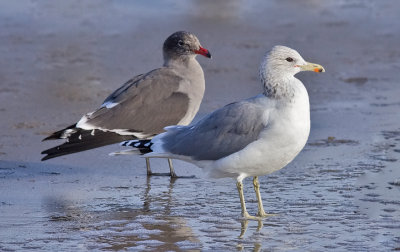 Heermann's Gull (left), presumed 3rd cycle, with California Gull, both basic adults