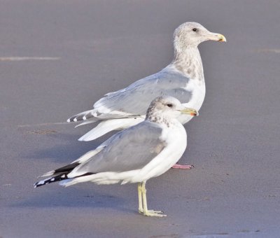 California Gull (front) with Glaucous-winged x Western Gull, both basic adults