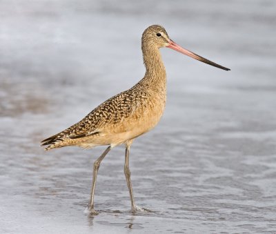 Marbled Godwit, basic