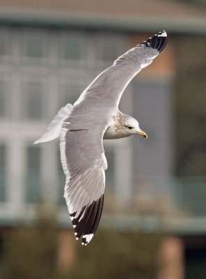 California Gull, basic adult