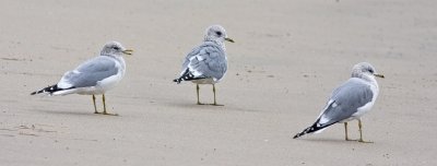 Mew Gulls, basic adults