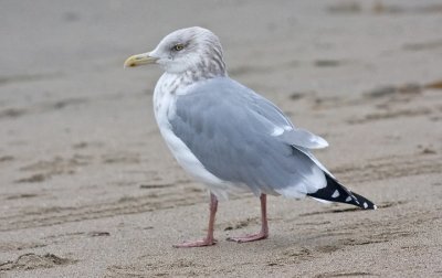 Herring Gull, basic adult