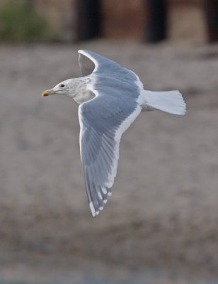 Glaucous-winged Gull, basic adult