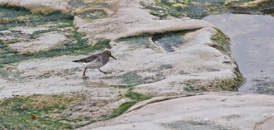 Rock Sandpiper, basic (#1 of 2)