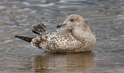 Herring Gull, juvenile (#2 of 3)