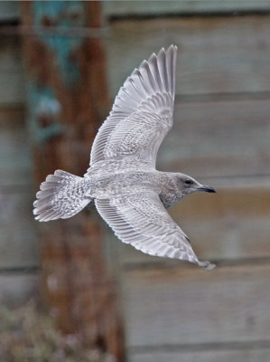 Thayer's Iceland Gull, 1st cycle (2 of 2)