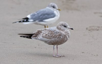Mew Gull, 1st cycle with basic adult