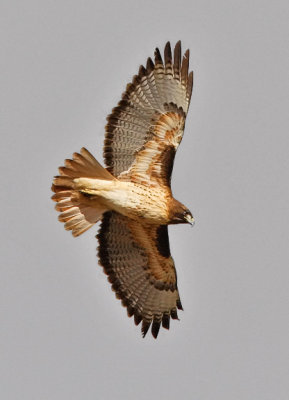 Red-tailed Hawk, adult